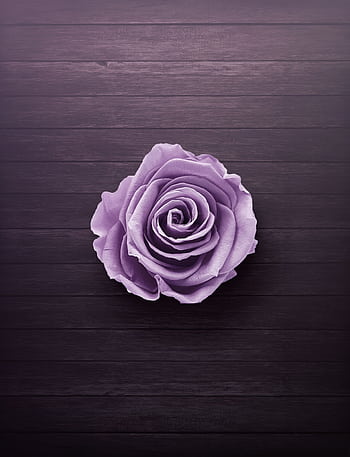 A beautiful light purple rose centered on a dark wooden background, perfect for floral design. HD phone wallpaper