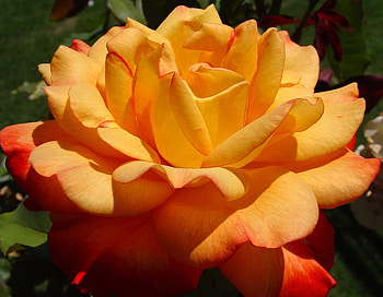 ROSE, PETALS, LEAVES, NATURE, COLORS HD wallpaper
