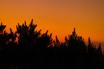 Nature, Twilight, Bush, Dark, Silhouette, Dusk HD wallpaper