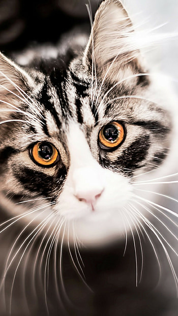 Cute gray kitten, Adorable and fluffy, Beautiful eyes, Sweet and innocent HD phone wallpaper
