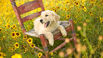 Animals, Grass, Chair, Dog HD wallpaper