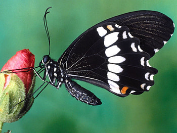 Flower, Macro, Color, Stains, Spots, Butterfly, Wings HD wallpaper