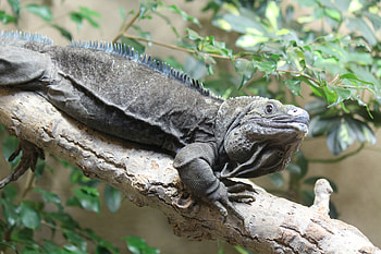 Lizard, reptile, zoo, log HD wallpaper