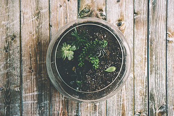Flowers, Glass, Indoor Plant, Houseplant, Pot HD wallpaper