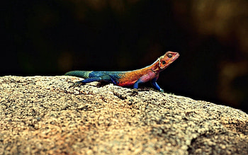 Animals, Rock, Macro, Stone, Lizard, Reptile HD wallpaper