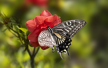 Butterfly, animal, macro, insect HD wallpaper