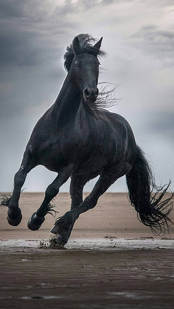 Black Horse, Adorable Horse HD phone wallpaper