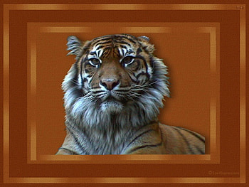 Tiger, tigers, frame HD wallpaper
