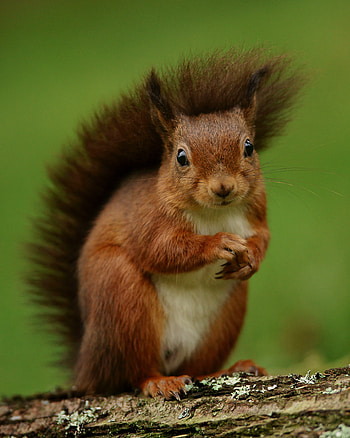 Animals, Funny, Squirrel, Fluffy, Rodent HD phone wallpaper