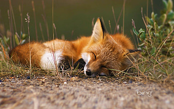Cute red fox, Adorable and endearing, Irresistibly charming, Wholesome cuteness HD wallpaper