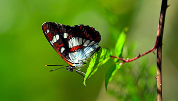 Butterfly, animal, wings, leaf HD wallpaper