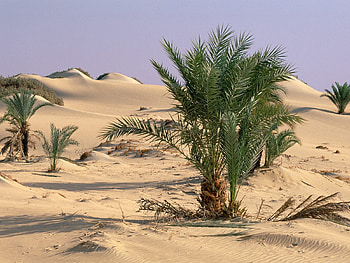 Plants, Sand, Desert, Bush HD wallpaper