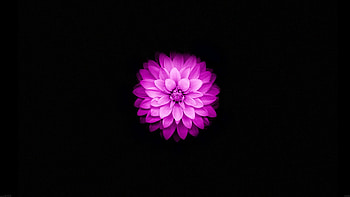 flowers, Black, Simple Background, Simple, Nature / and Mobile Backgrounds HD wallpaper