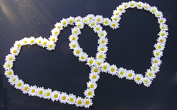 Plants, Flowers, Hearts, Camomile HD wallpaper