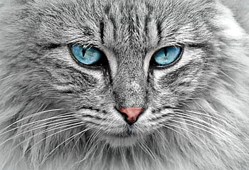 Stunning close-up of a grey cat with mesmerizing blue eyes, highlighting its fur and whiskers. HD wallpaper
