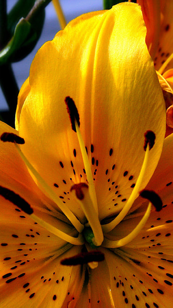 Tiger lily , High quality, , Mobile HD phone wallpaper