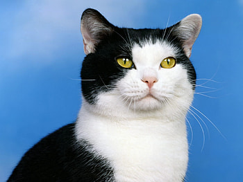 Animals, Cat, Muzzle, Spotty, Spotted, Sight, Opinion HD wallpaper