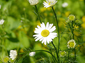 Grass, Leaves, Camomile, Macro, Petals, Chamomile HD wallpaper