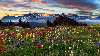 Mount Rainier, Washington, in Summer, landscape, clouds, sky, flowers, sunset HD wallpaper
