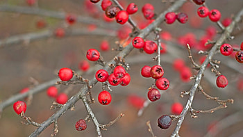 Red berry , Nature, 42 HD wallpaper