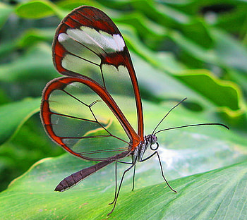 The glorious Glasswing, glasswing, leaves, butterfly, green, beauty HD wallpaper