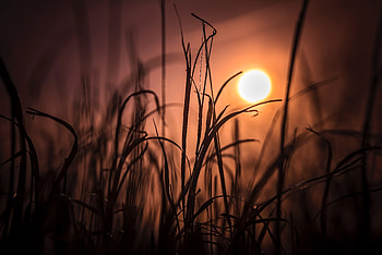 Morning Eyes Field Sunrise, field, sunrise, nature HD wallpaper