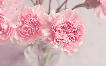 Carnations, garoafe, carnation, flower, soft pink, claveles HD wallpaper