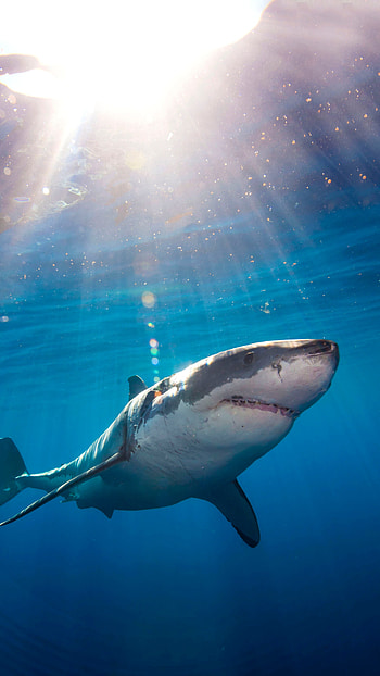 Shark, Hunter, Fish, Killer HD phone wallpaper