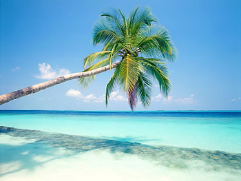 Landscape, Beach, Palms HD wallpaper