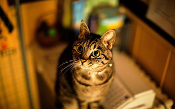 Animals, Shine, Light, Cat, Muzzle, Striped, Sight, Opinion HD wallpaper