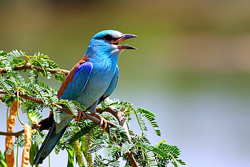 Singing Bird, cool, singing, bird HD wallpaper