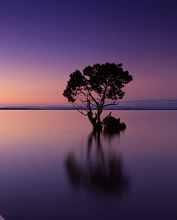 Violet sunset, tree, silhouette, lake, reflections, art HD phone wallpaper