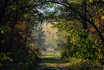 Nature, Trees, Bush, Road, Forest, Branches HD wallpaper