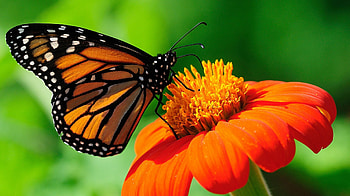 Monarch Butterfly F1C, animal, graphy, Monarch, floral, wide screen, wildlife, butterfly, flower HD wallpaper