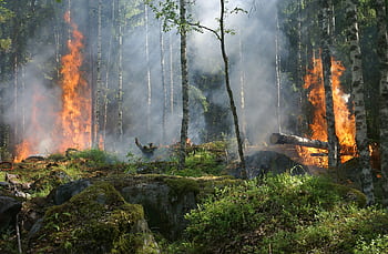 A dramatic forest fire engulfing trees, creating intense smoke and flames against a natural woodland backdrop. HD wallpaper