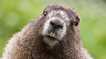 Beaver, Top beaver backgrounds HD wallpaper