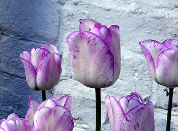 Flowers, Tulips, Flower Bed, Flowerbed, Wall, Buds, Mottled, Variegated HD wallpaper