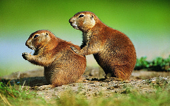 Animals, Grass, Sit, Couple, Pair, Gophers HD wallpaper