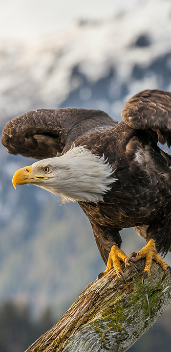 Majestic bald eagle, Captivating animal, Noble and fierce, Powerful predator HD phone wallpaper