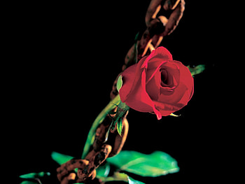Plants, Flowers, Roses HD wallpaper