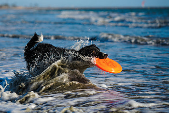 Flying disc sports, Disc dog graphy, Beach shoot, Sigma lens HD wallpaper