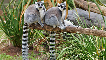 The ring-tailed, Lemurs HD wallpaper