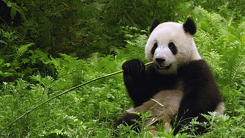 Animals, Grass, Stroll, Stick, Koala, Gnaw HD wallpaper