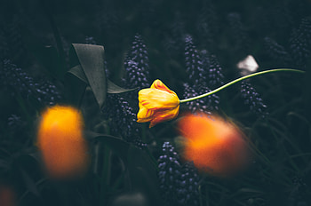 Yellow Flowers , flowers HD wallpaper