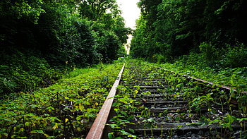Dual monitor , Nature's vista, Vibrant forest, Verdant panorama HD wallpaper