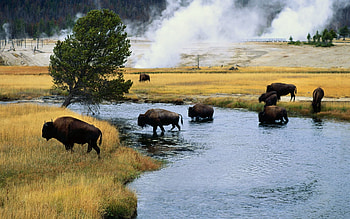 Animals, Rivers, Fire, Transition, Bison, Aurochs HD wallpaper
