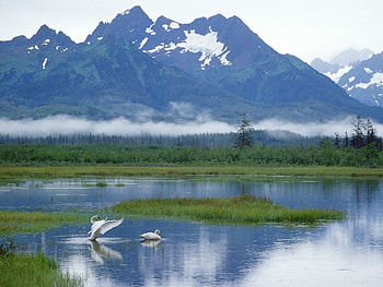 Animals, Birds, Swans HD wallpaper