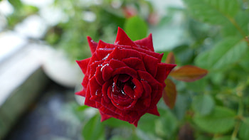 Red Rose, Beautiful, Flower, Red, Rose HD wallpaper