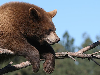 TOUGH WEEK AT THE OFFICE, wildlife, bear, predator, brown bear, tough HD wallpaper