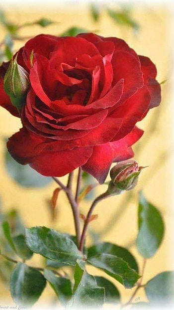 Beautiful Flowers, Red Rose, Rose HD phone wallpaper